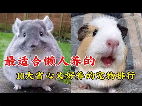 什麼動物可以養|【什麼動物可以養】50種室內人氣「不麻煩」寵物，讓你有伴不孤。